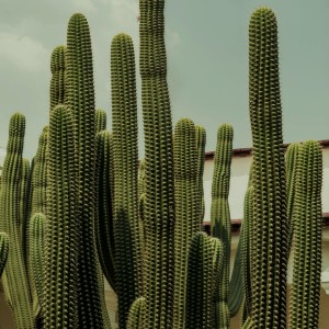 ดาวน์โหลดและฟังเพลง Orion พร้อมเนื้อเพลงจาก Mano K