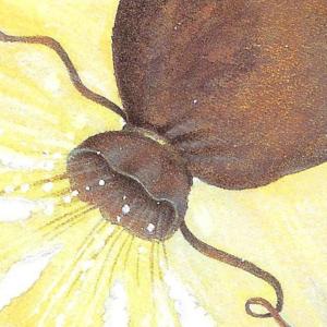 收聽DOWA的Path (Explicit)歌詞歌曲