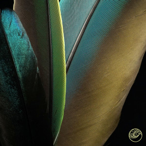 Album Colors of the Feather oleh Kaspa.