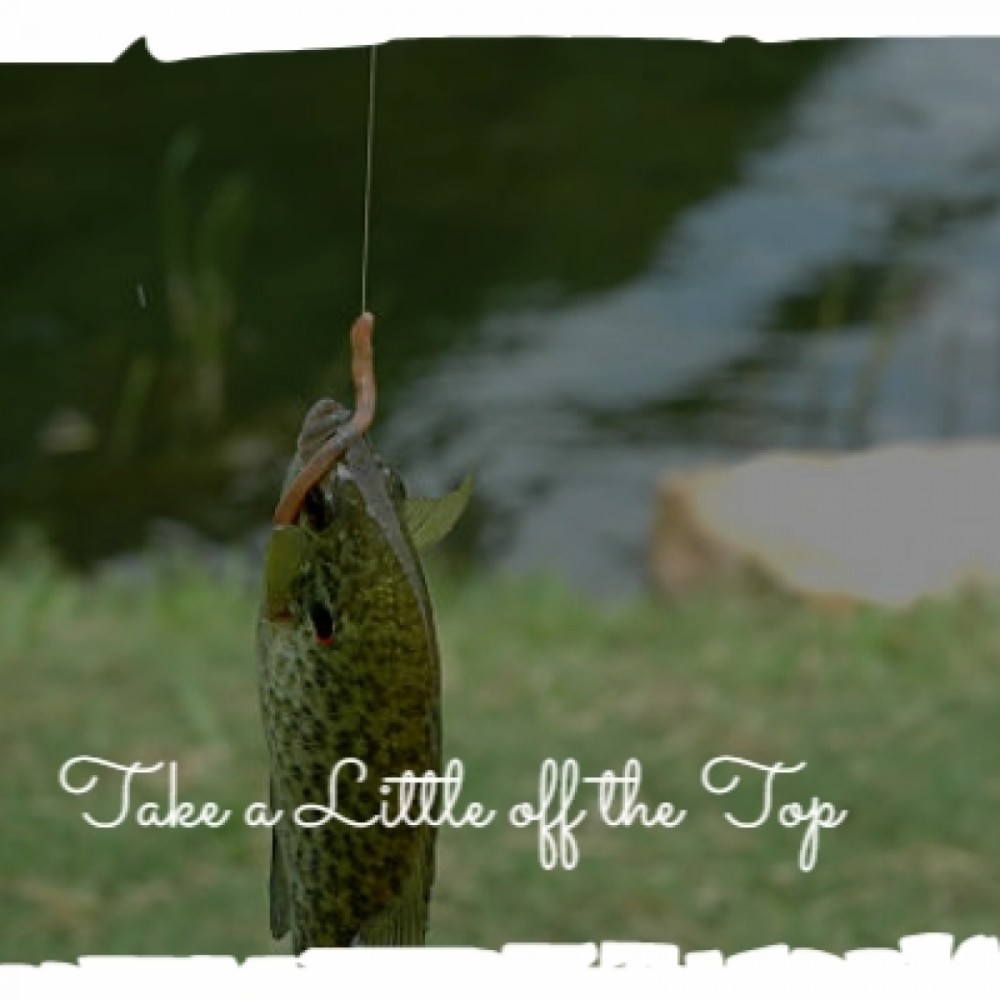 Cottonmouth (Original Soundtrack from 'Lure of the Wilderness')