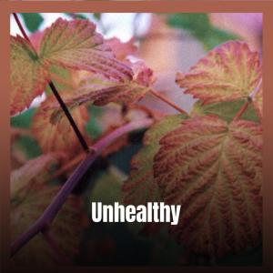 Various Artists的專輯Unhealthy