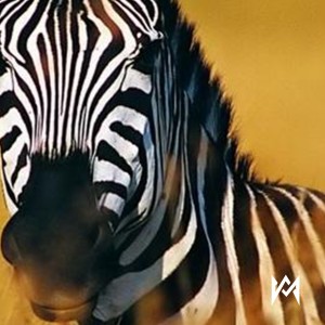 收聽Momorán的Se Porta Mal (La Cebra)歌詞歌曲