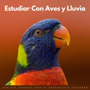 Pájaros del Bosque的专辑Estudiar Con Aves Y Lluvia: Sonidos Serenos Para El Aprendizaje Profundo