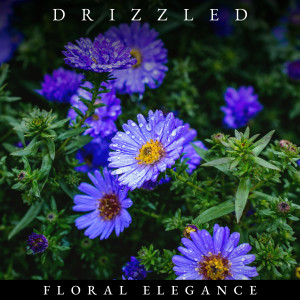 Rainy Dreaming的專輯Drizzled Floral Elegance