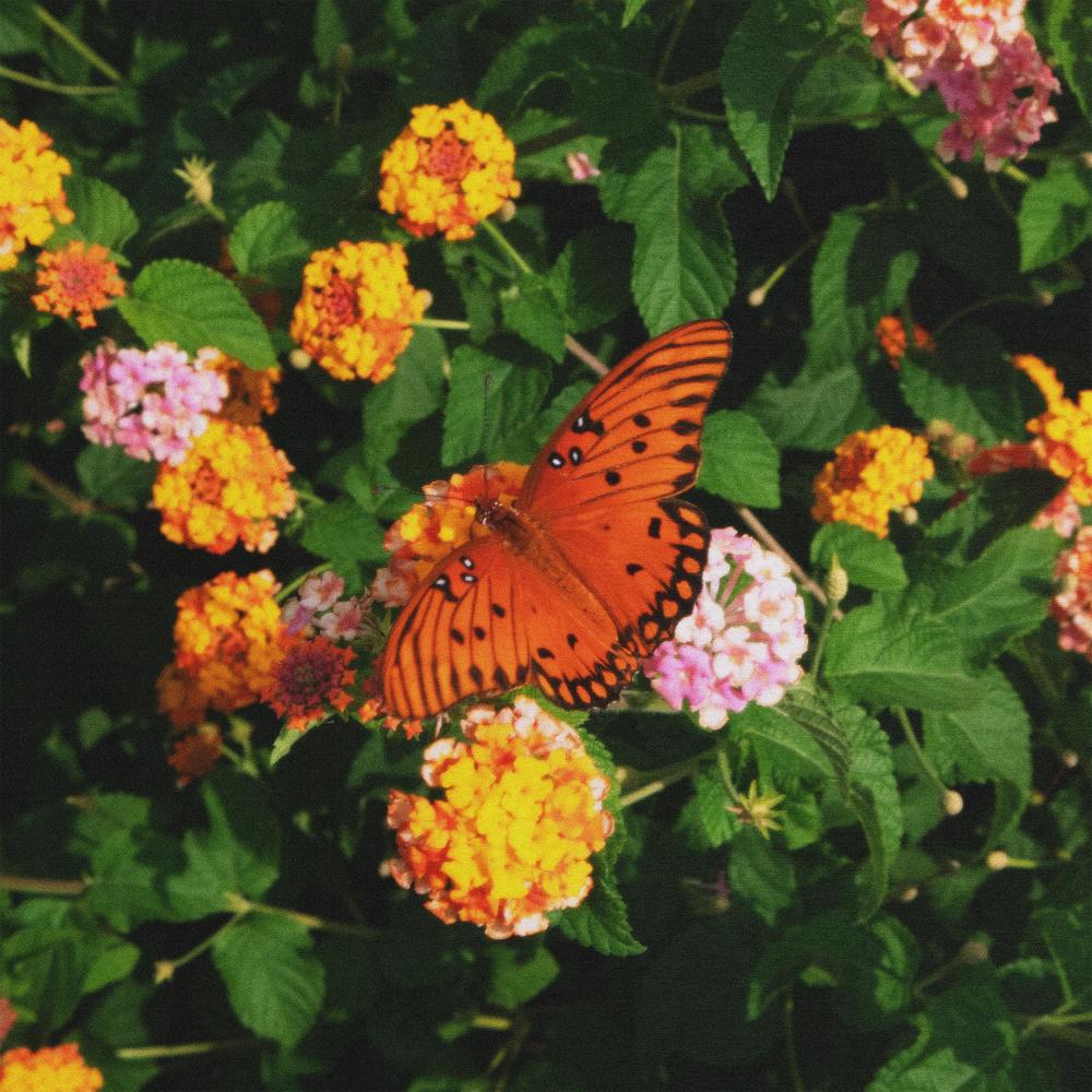 rebirth