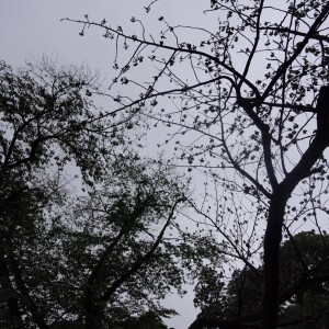 Album Back Wave from 電気椅子