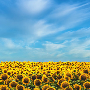 Listen to Sunny Day (Blue Blue Sky) song with lyrics from Simon Zangoni