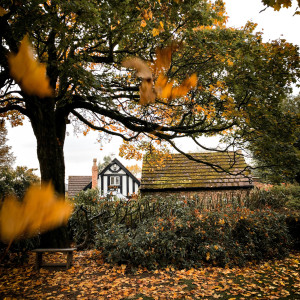 Listen to Falling Leaves song with lyrics from DJ Melø