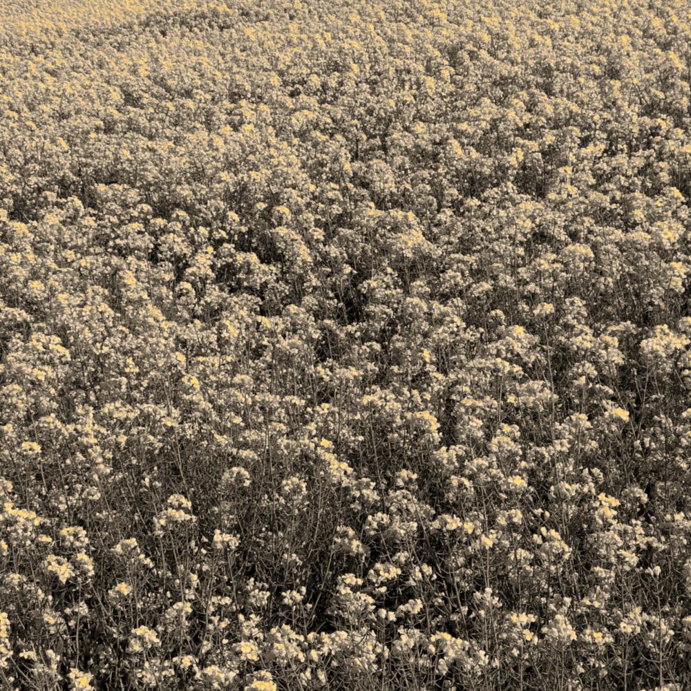 canola (其他)