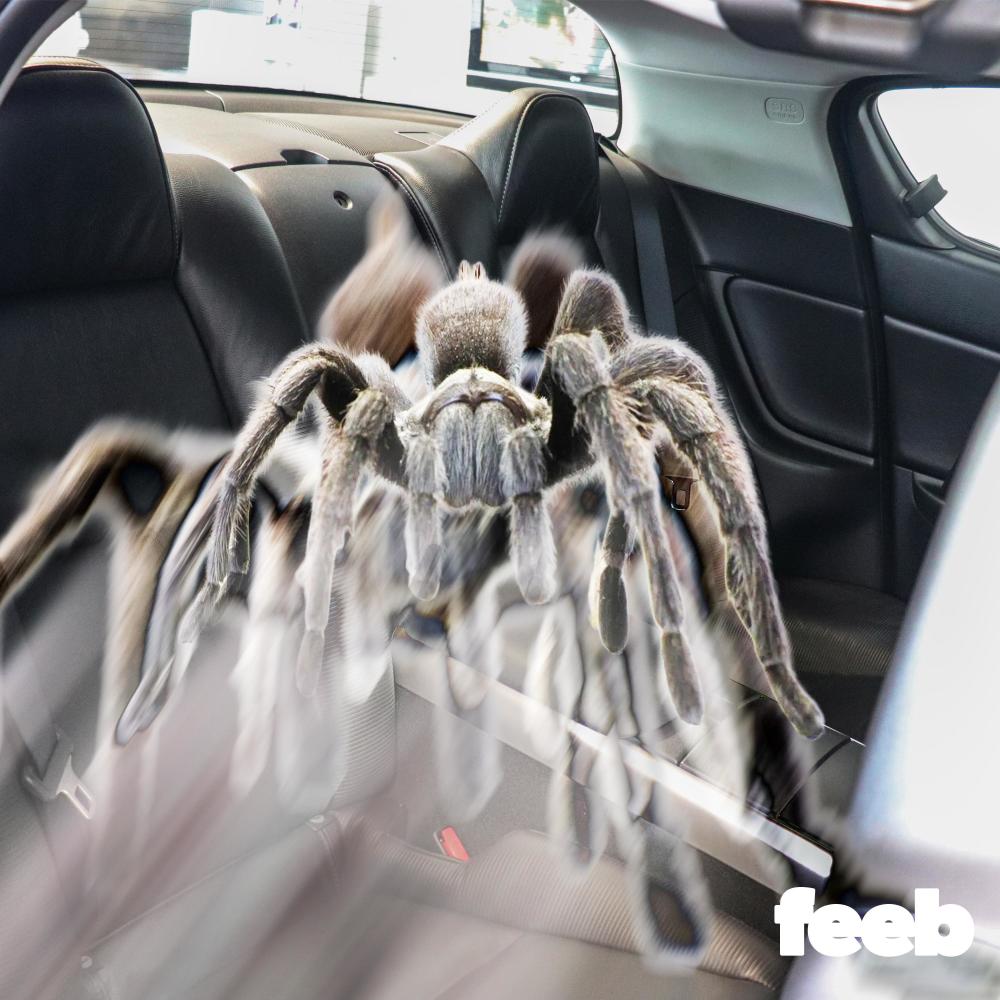 spider in the BACKSEAT (Explicit)