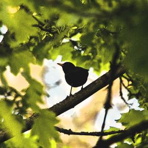 Album Blackbird oleh Ray Charles