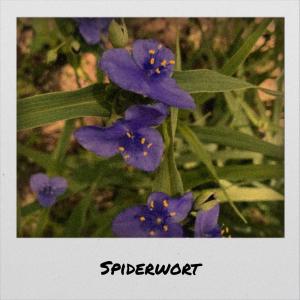 Listen to Spiderwort song with lyrics from Ashia