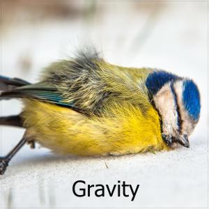 Perma F的專輯Gravity