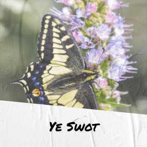 Listen to Decreasing Hind song with lyrics from Alon Tint