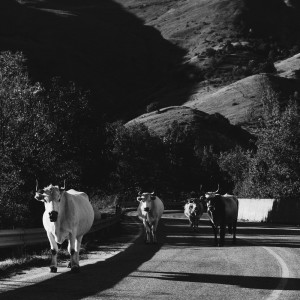 收聽Xxiii的odore di bosco歌詞歌曲