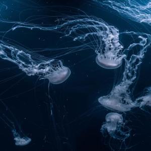 Listen to Fantasy Dreaming song with lyrics from Deep Sleep