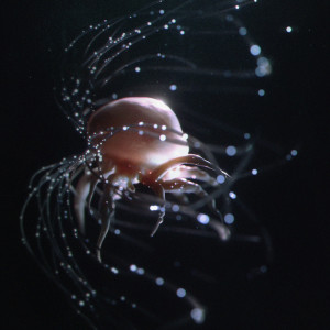 อัลบัม Däarm ศิลปิน Leese