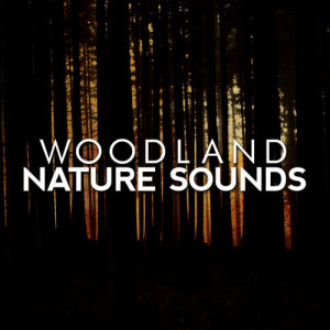 ดาวน์โหลดและฟังเพลง Morning Bird Hide พร้อมเนื้อเพลงจาก Nature Sounds Nature Music