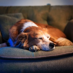 ดาวน์โหลดและฟังเพลง Música Nocturna De Patas Pacíficas พร้อมเนื้อเพลงจาก Latidos suaves