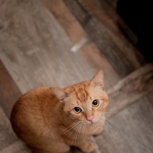 Dengarkan lagu Meong nyanyian Avivatul Novi Aziza dengan lirik