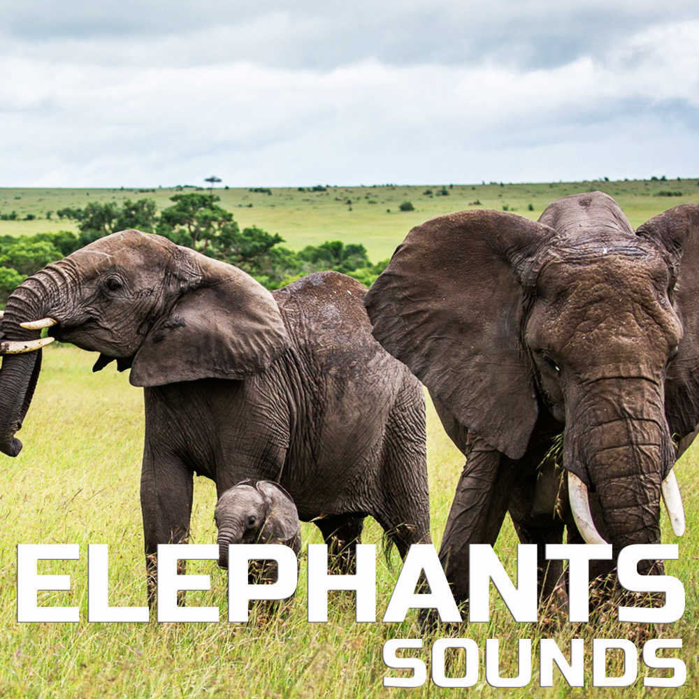 Soothing Elephants Sounds