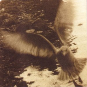 ดาวน์โหลดและฟังเพลง The Eagle And The Hawk พร้อมเนื้อเพลงจาก Bonnie Prince Billy