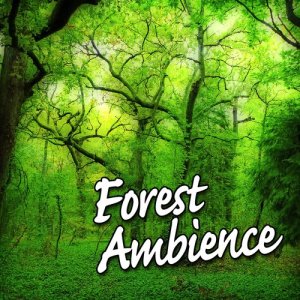 Atmosphere Collection的專輯Forest Ambience (Nature Sounds Only)