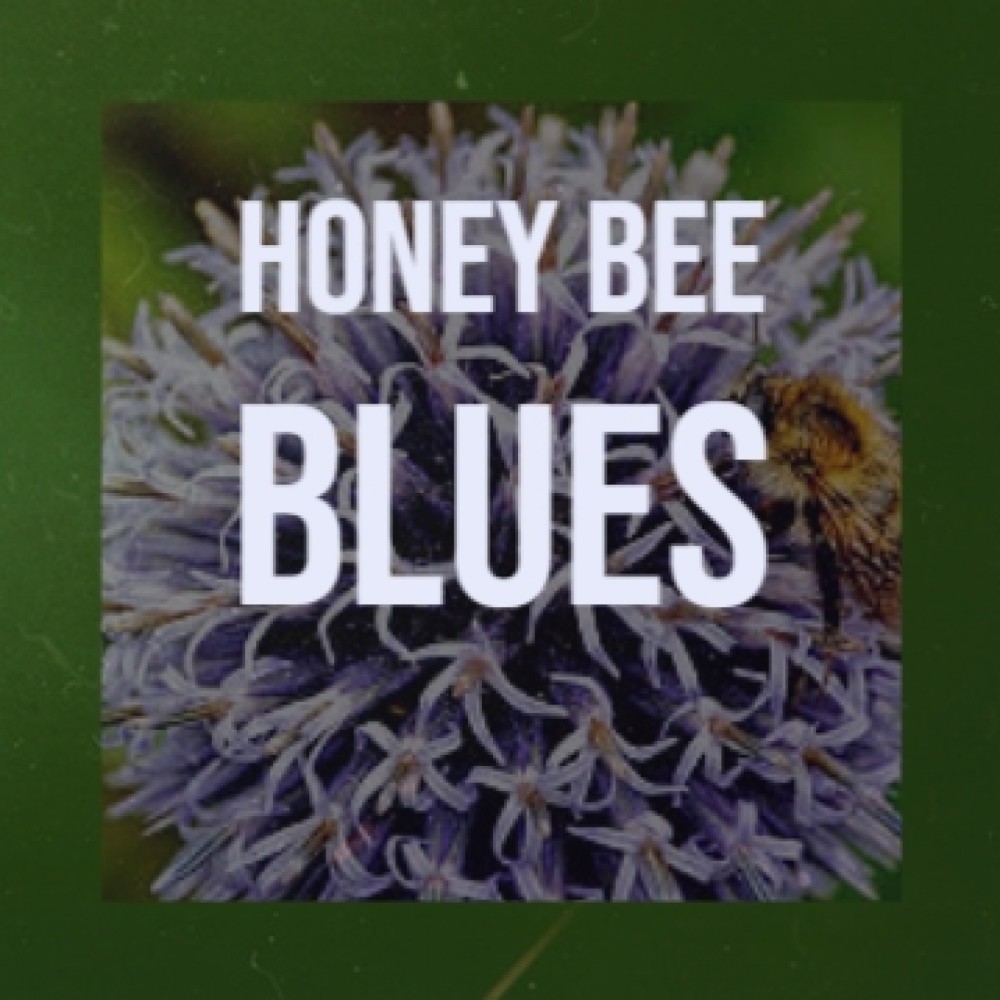 Honey Bee Blues