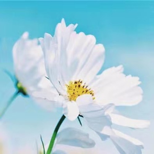 老季