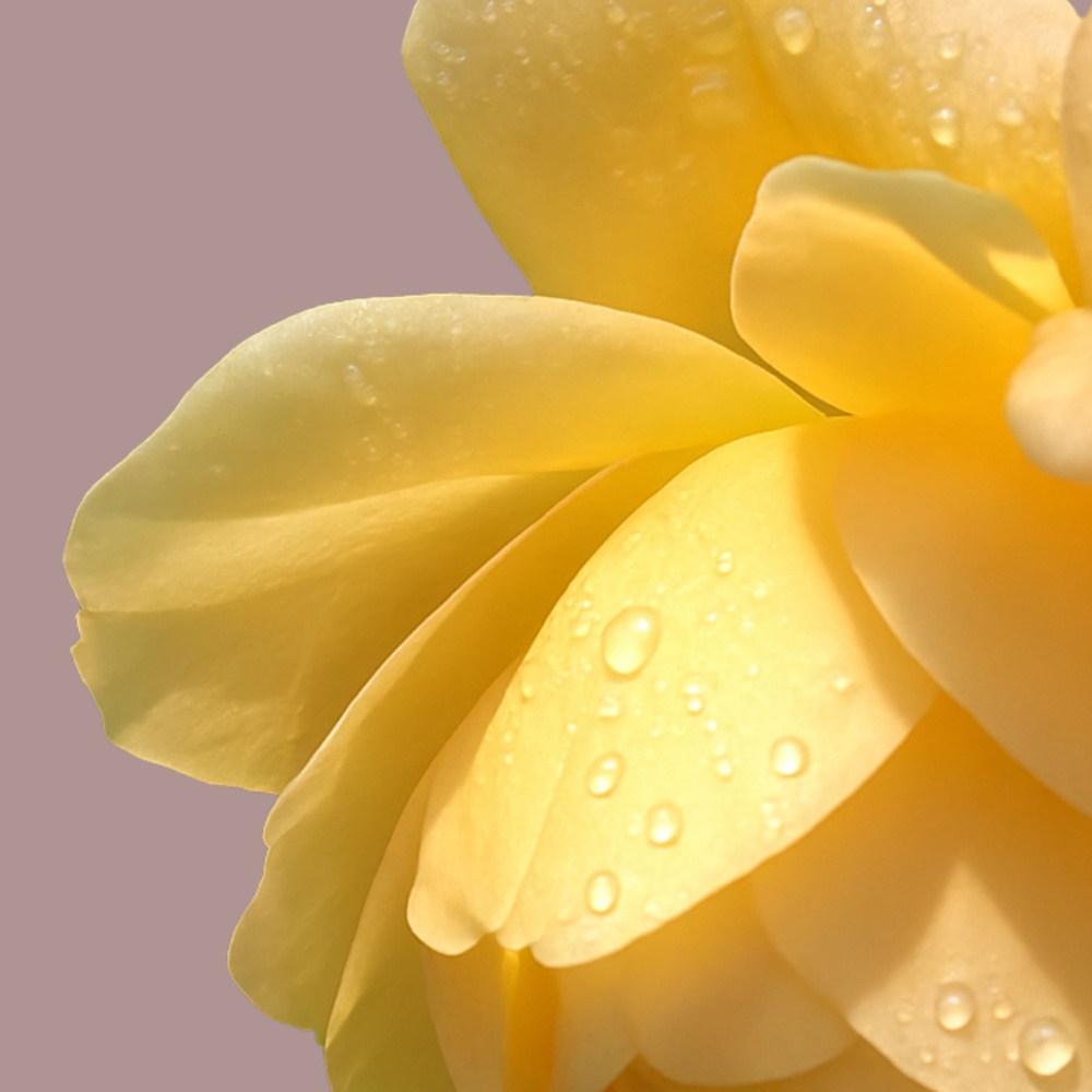 petals