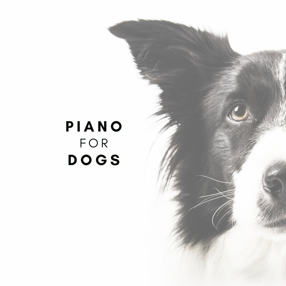 Piano Paws in Paradise
