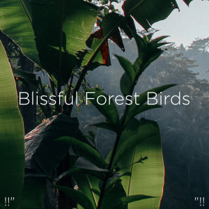 ดาวน์โหลดและฟังเพลง Nature White Noise พร้อมเนื้อเพลงจาก Sleep Sounds of Nature