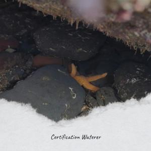 Listen to Certification Waterer song with lyrics from Ponah Brone