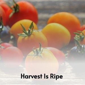 收听Onie Wheeler的I Tried and I Tried歌词歌曲