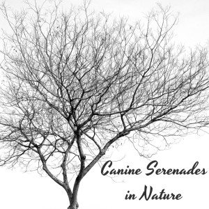 Sad Piano Music Collective的專輯Piano Harmony: Canine Serenades in Nature's Embrace