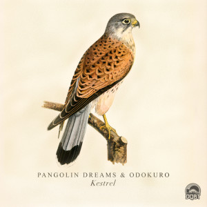 Dengarkan Kestrel lagu dari Pangolin Dreams dengan lirik