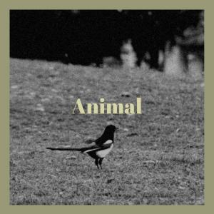 Listen to Animal song with lyrics from Liam Devie