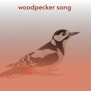 Various的专辑Woodpecker Song