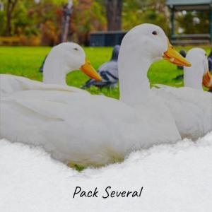 收听Mado Huis的Pack Several歌词歌曲