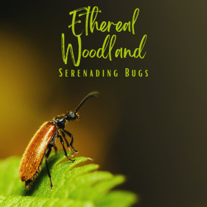 Ethereal Woodland: Serenading Bugs