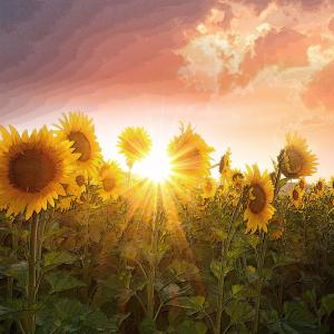 Sunflowers in the Sunshine dari JaneWyman
