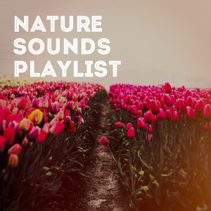 Album Nature Sounds Playlist from Ambiance Nature