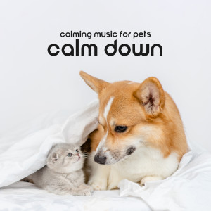 Deep Sleep Moonlight Academy的专辑Calming Music for Pets (Calm Down Your Little Friends (Gentle Songs to Relax at Home))