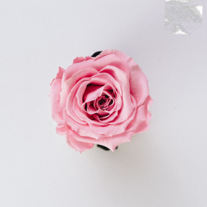Listen to Whats Love song with lyrics from CJ King