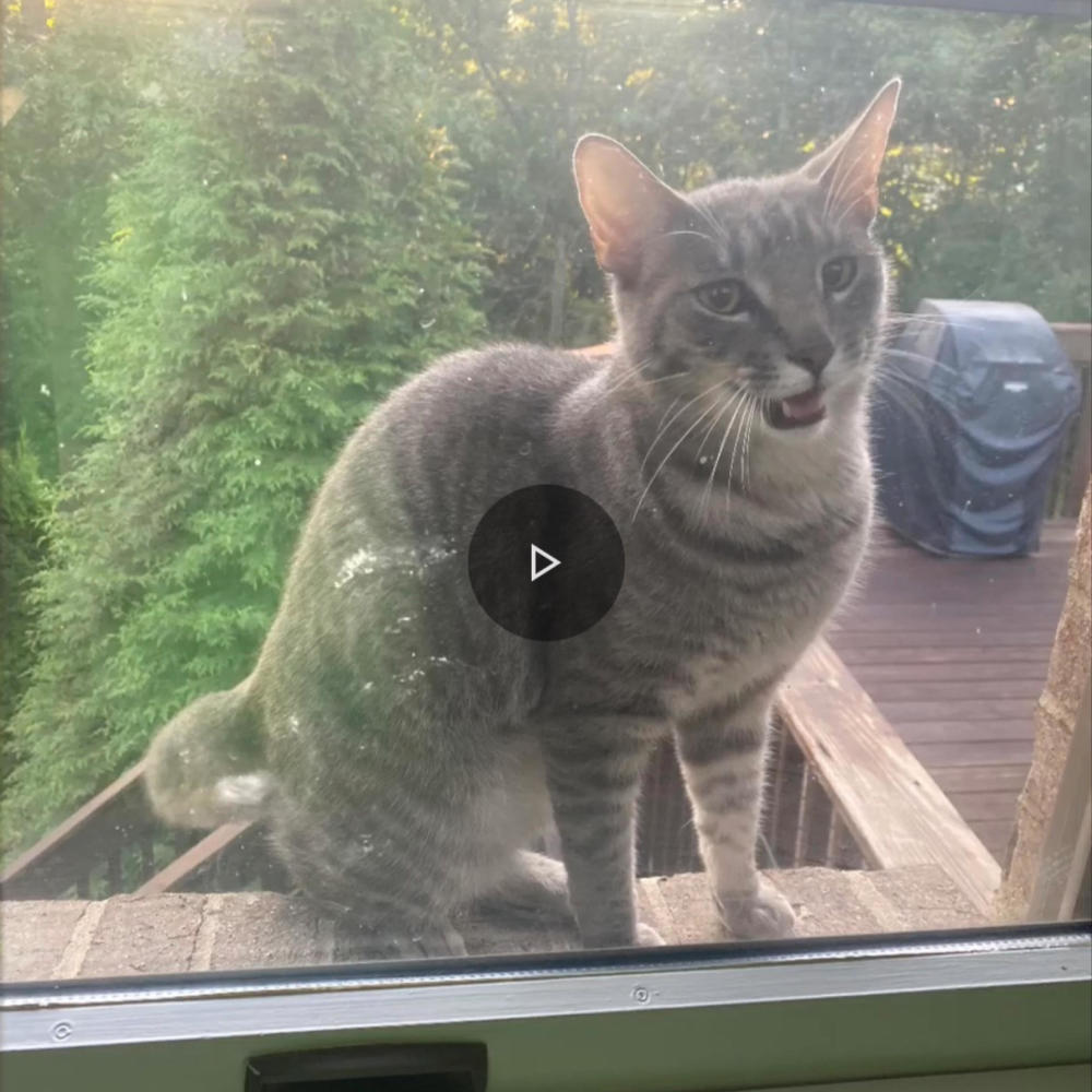 Marco est un chat