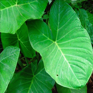 Album TAIOBA (Explicit) from dj leeoh mpc