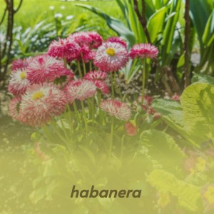 收聽Mantovani & His Orchestra的Habanera歌詞歌曲