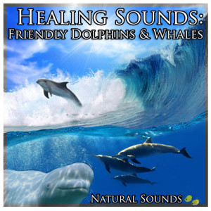 ดาวน์โหลดและฟังเพลง Healing Sounds: Friendly Dolphins & Whales พร้อมเนื้อเพลงจาก Natural Sounds