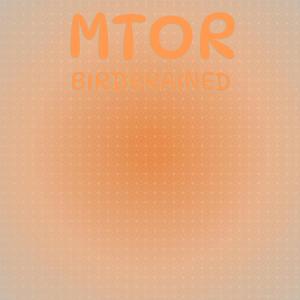 อัลบัม Mtor Birdbrained ศิลปิน Various