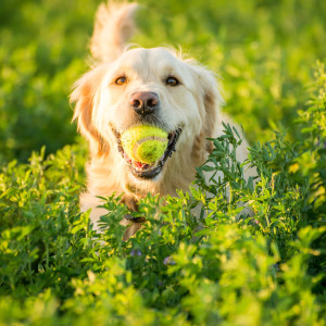 อัลบัม Blissful Fetching Fun: An Enchanting White Noise Nature Adventure for Dogs ศิลปิน Naturally Recurring